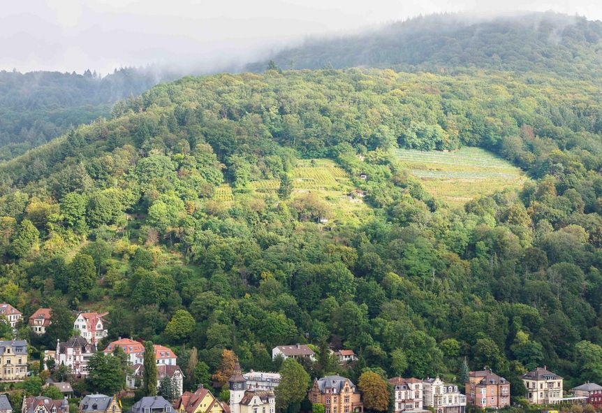 Schloss Heidelberg, Weinberge auf der anderen Seite des Neckars